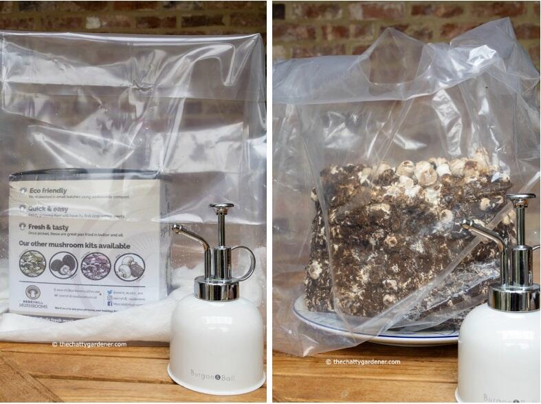 Shiitake Mushroom Grow Kit and Lion's Mane Kit Setup
