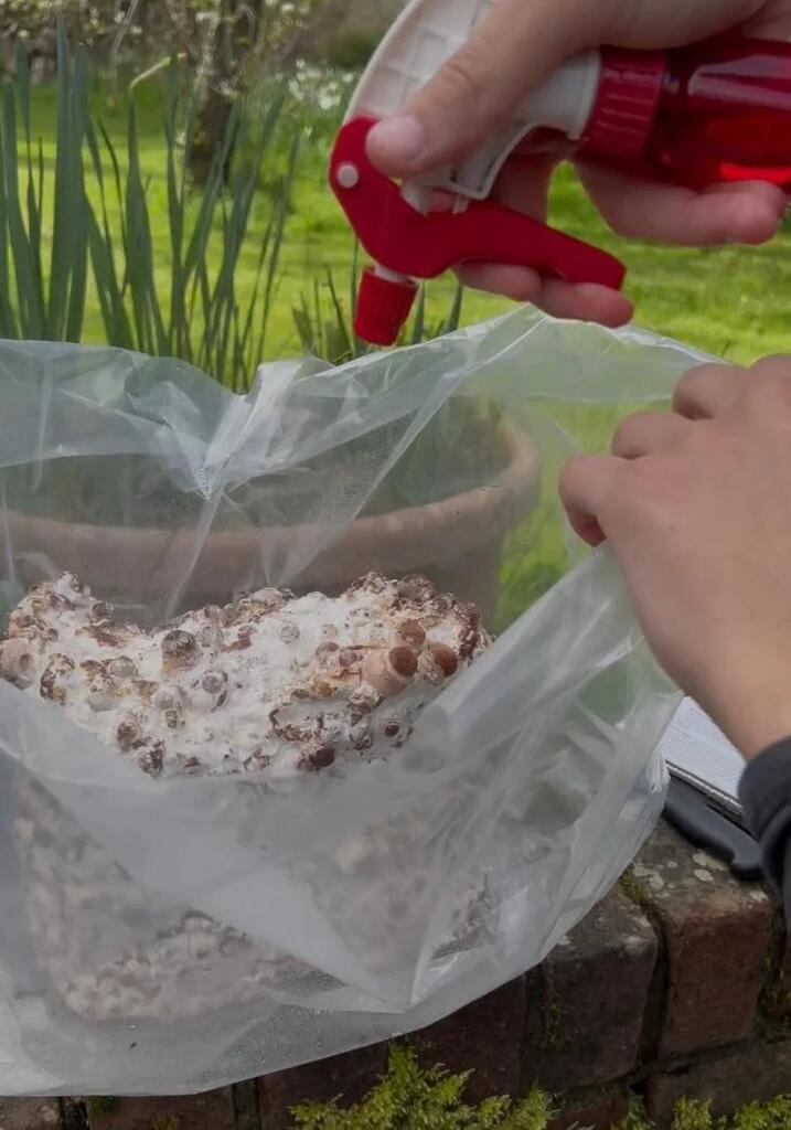 Misting Mushroom Growing Kits: How Much Water Each Variety Actually Needs