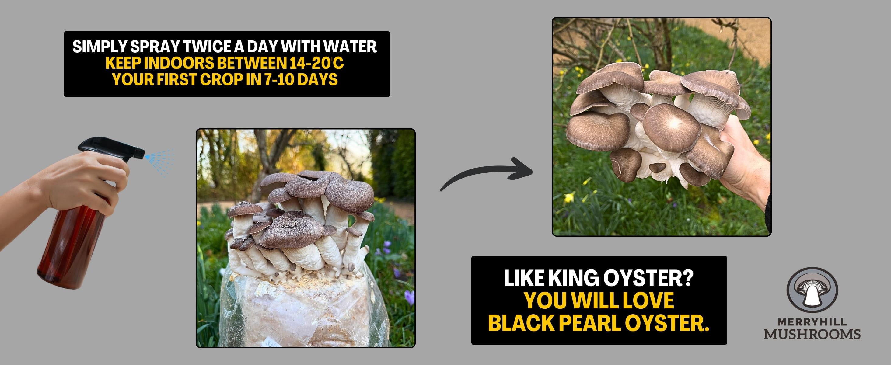 Black Pearl oyster Mushroom Growing Speed Banner