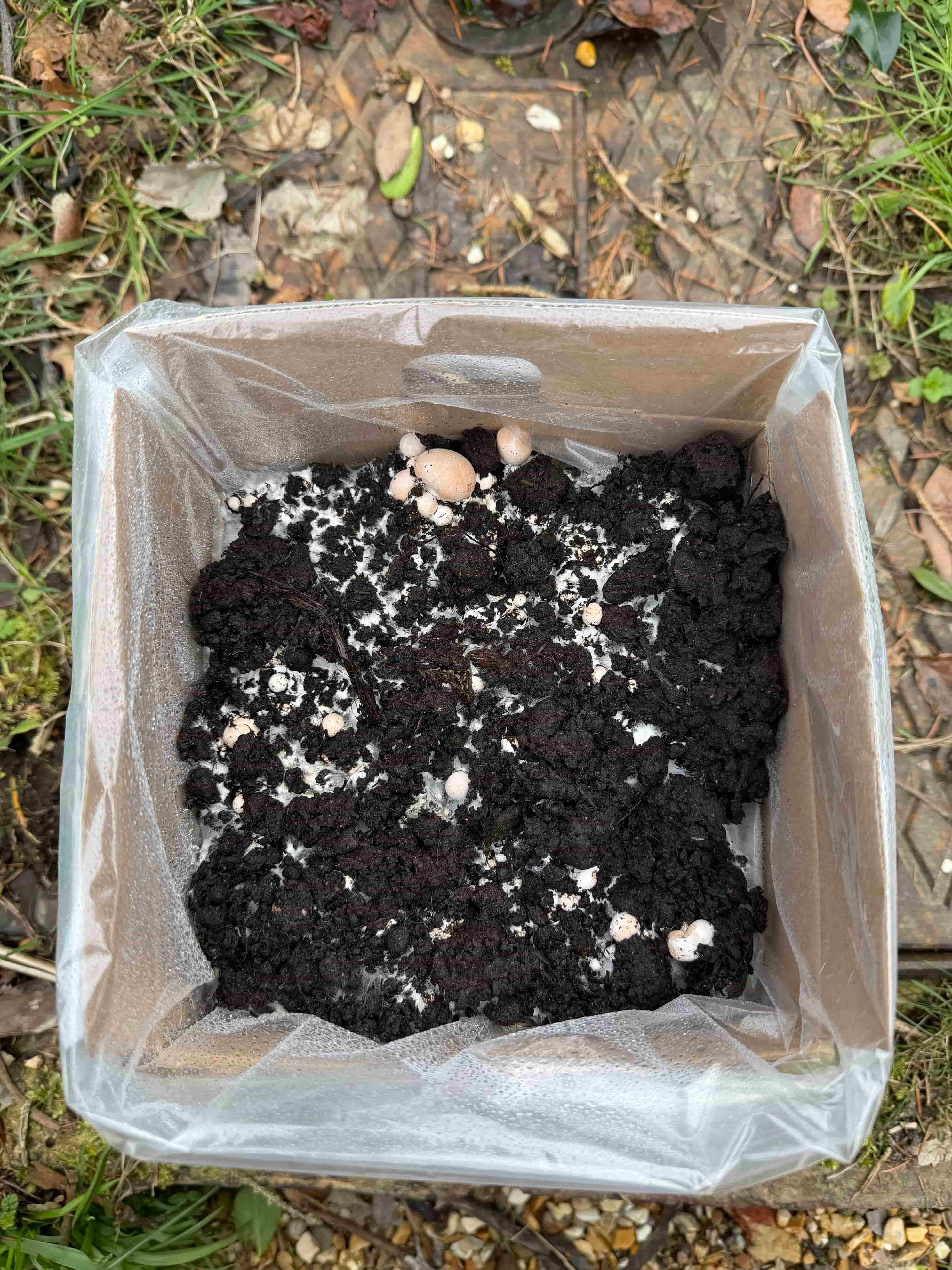 Chestnut and white kit on days 8 to 10 with mycelium fully colonising the topsoil