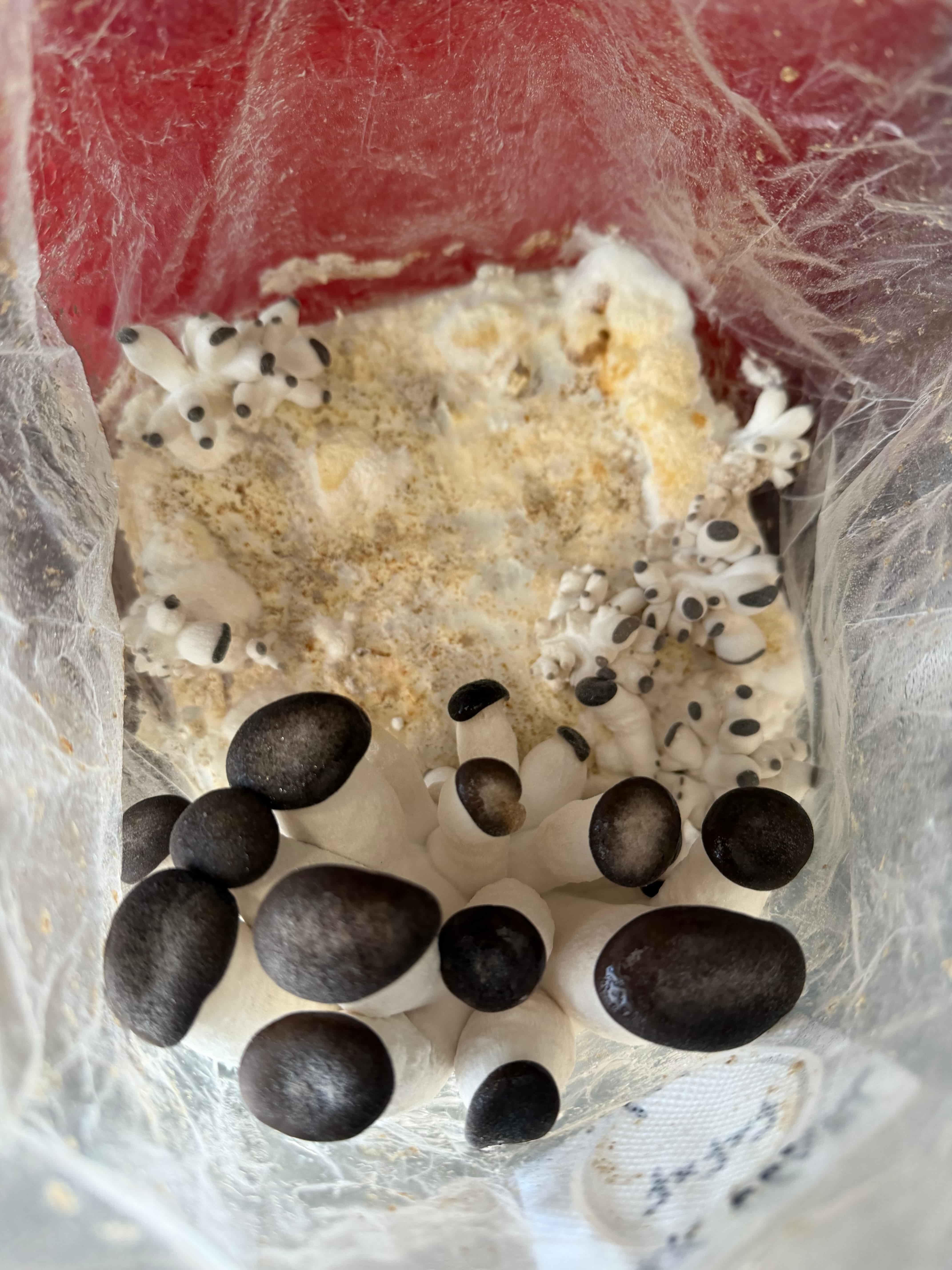 Black Pearl Oyster mushroom pins growing from compost