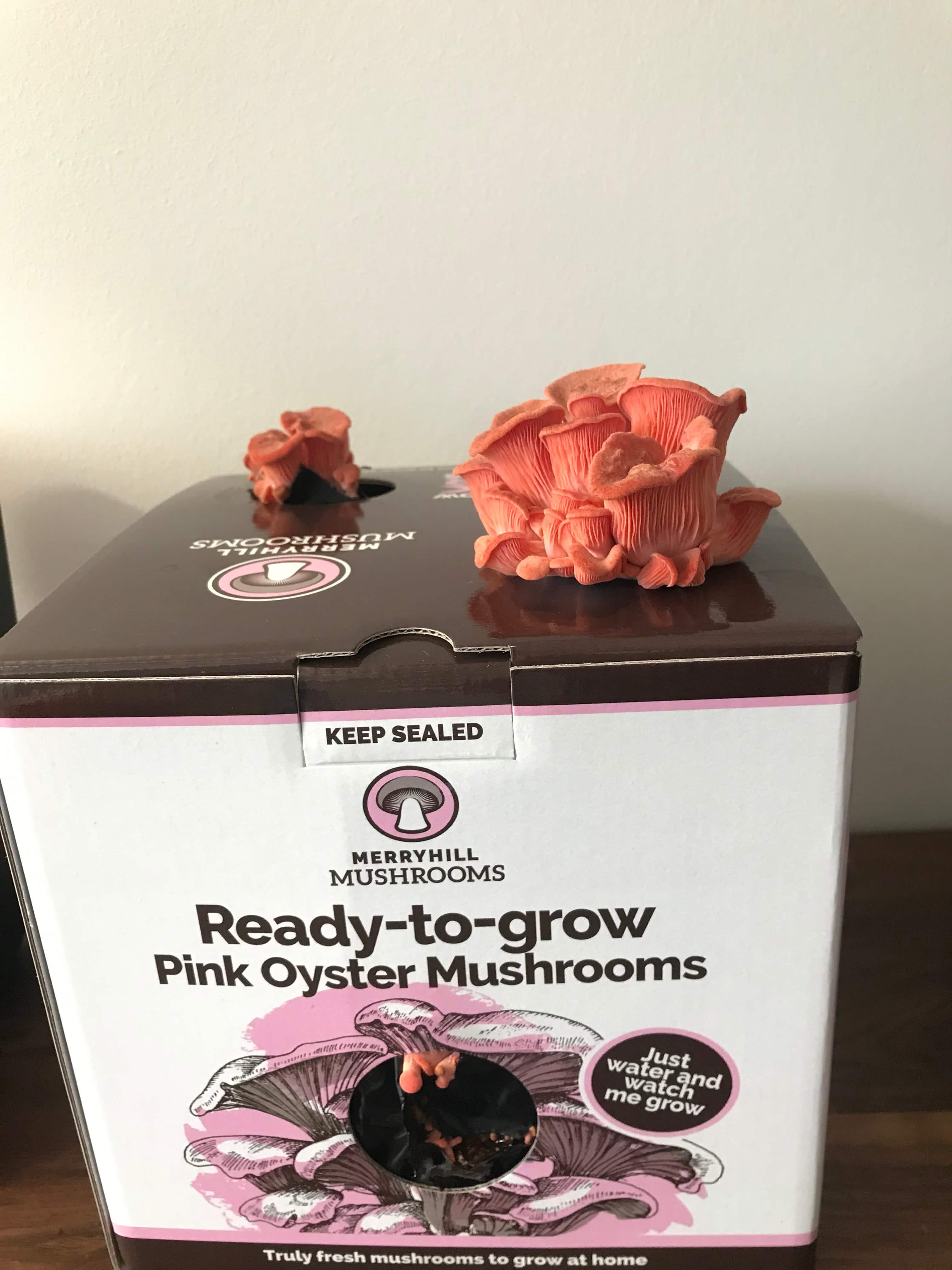 Pink oyster mushroom kit with growing clusters