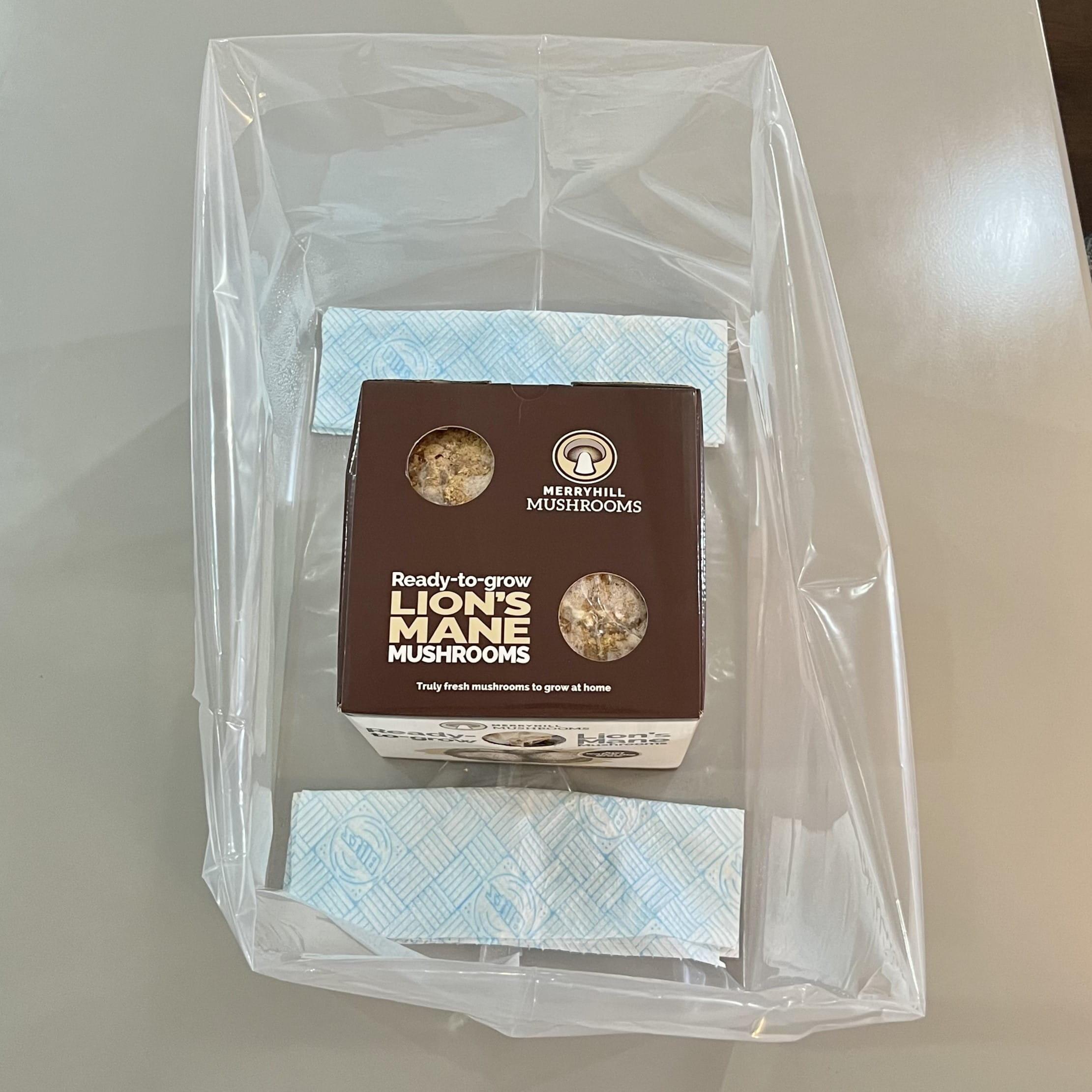 Lion's Mane mushroom growing kit on day 1 after setup