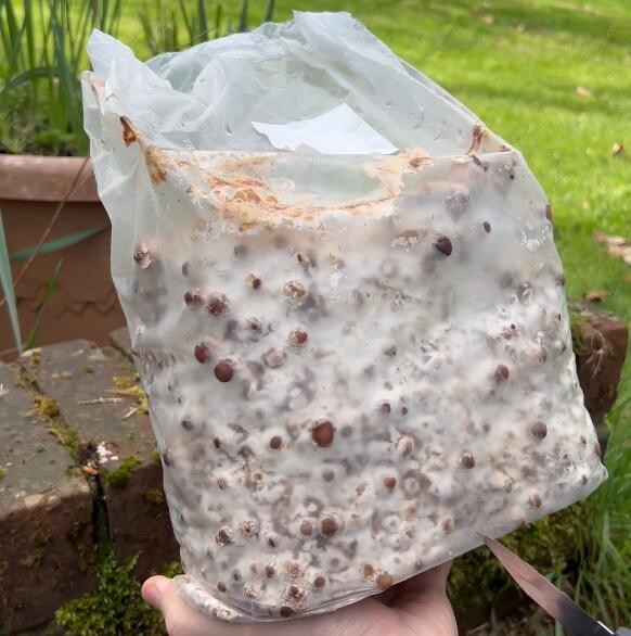 Shiitake mushroom growing kit on day 1 with brown and white patches