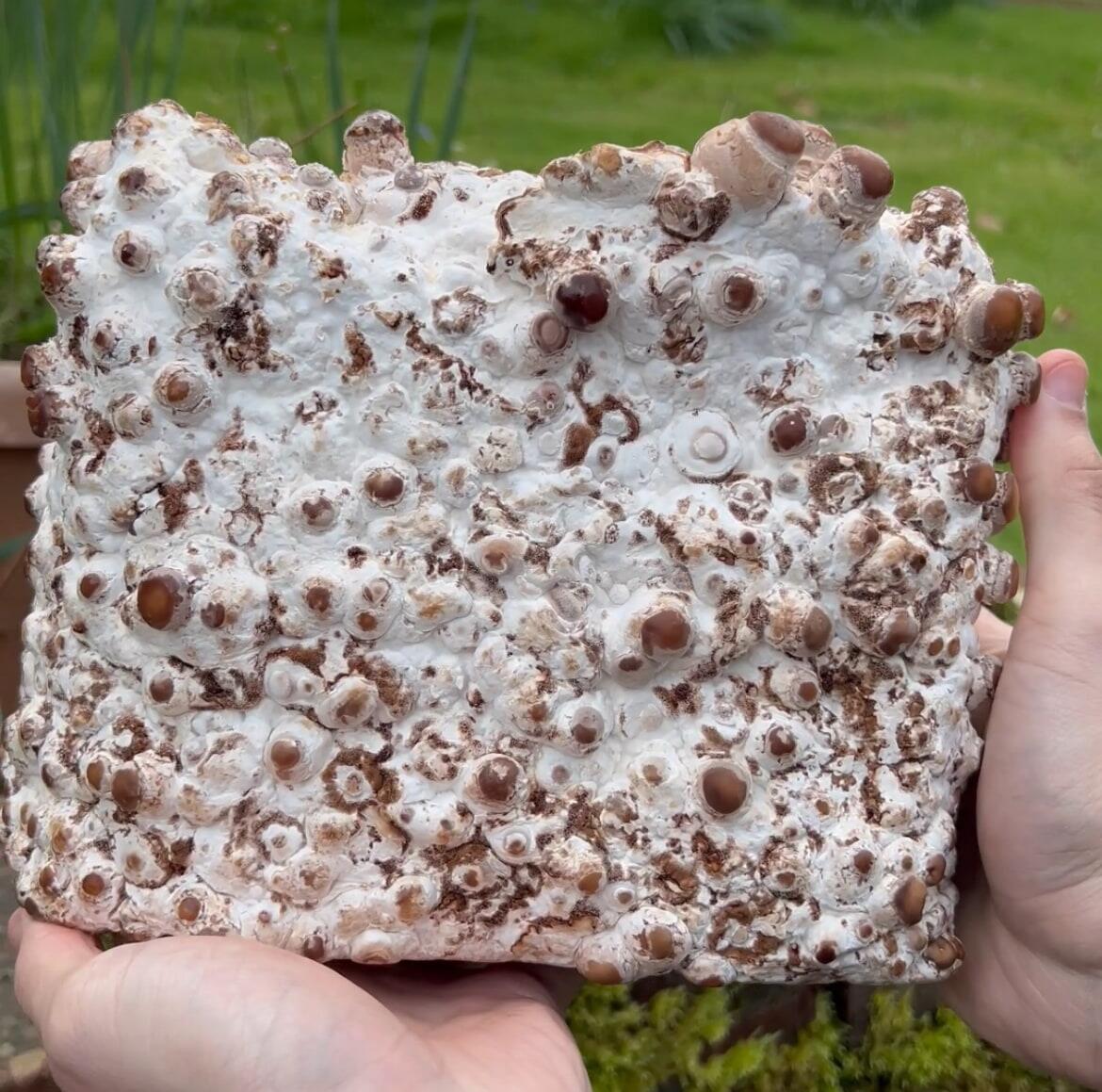 Mushroom pins visible on shiitake mushroom log