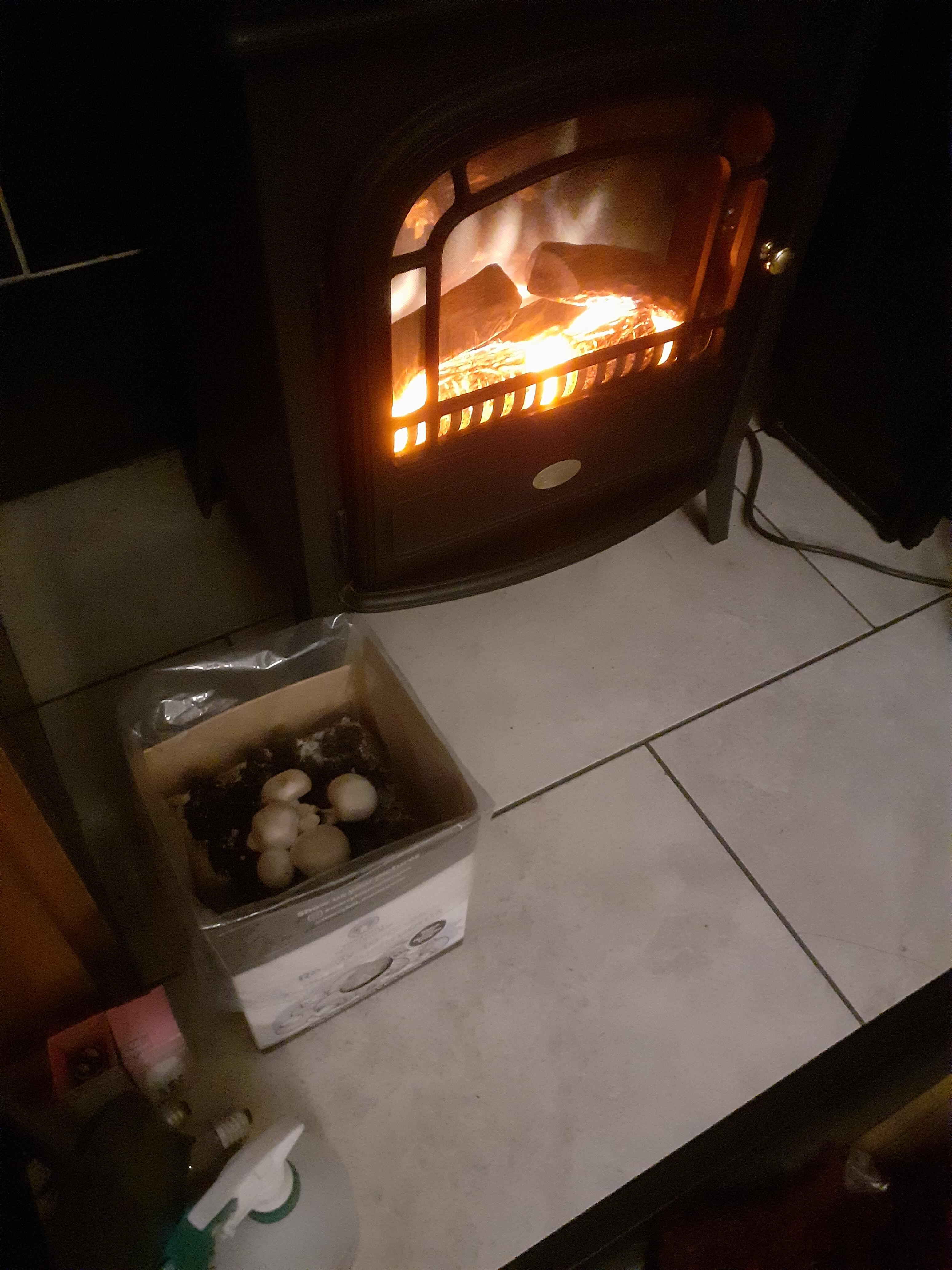 A Mushroom growing kit located next to a stove fireplace, causing the kit to dry out
