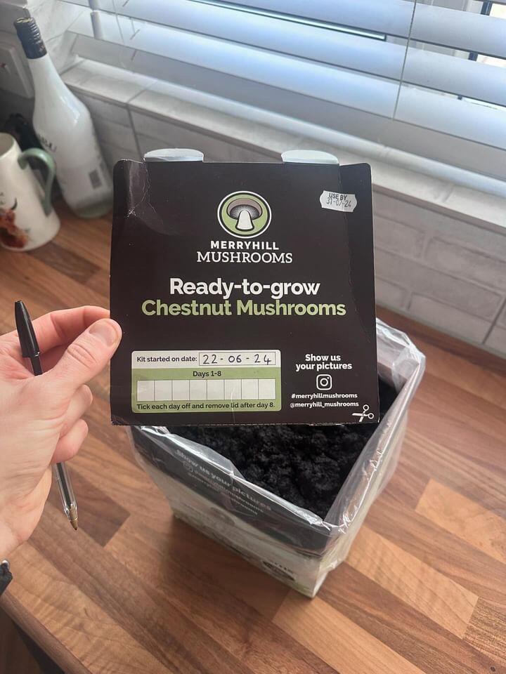 Where to Place Your Mushroom Kit at Home for the Best Results | Merryhill Mushrooms