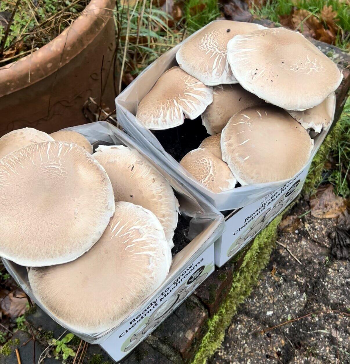 Placeholder image for overripe chestnut mushroom