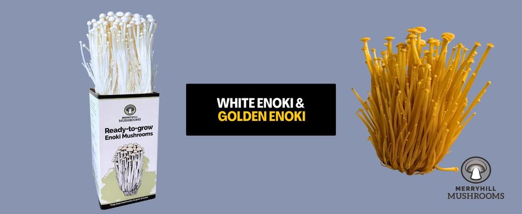 White Enoki vs Golden Enoki: Two Species, Not One