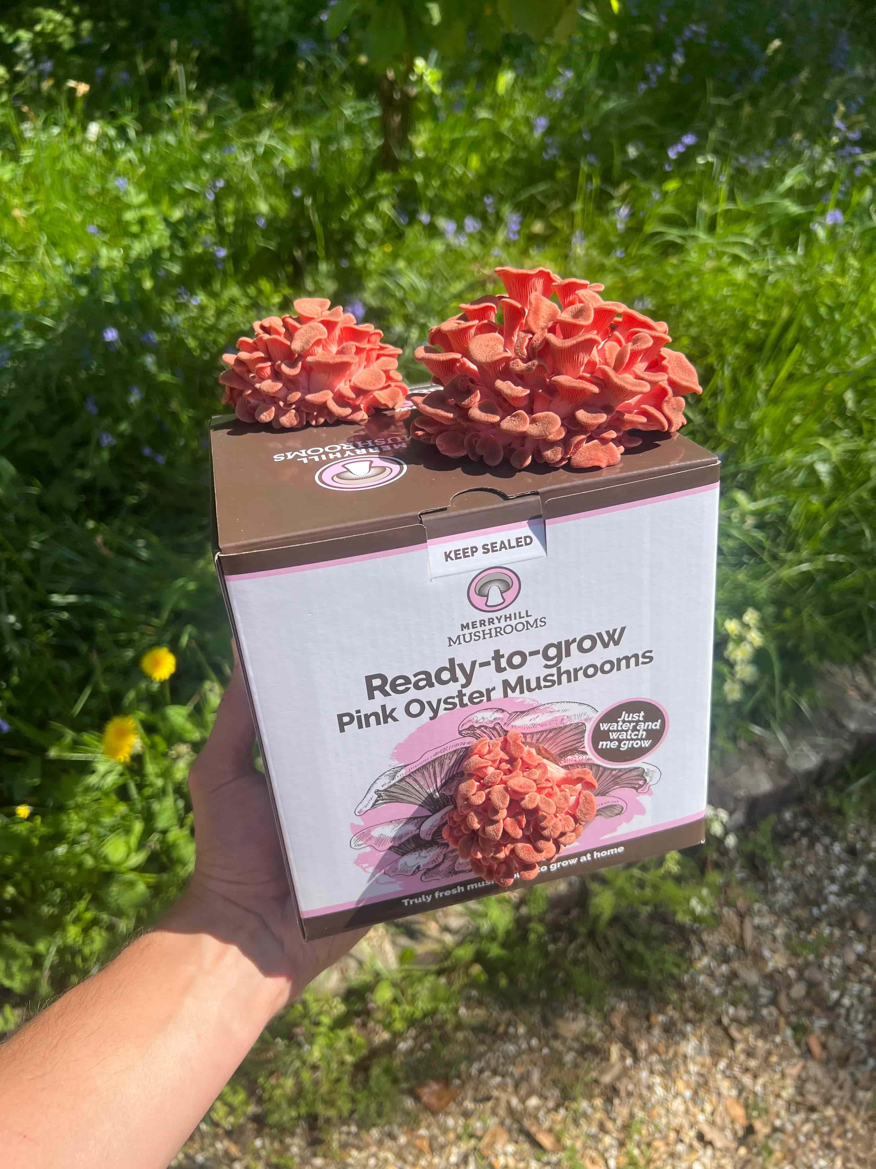 Pink oyster mushroom kit with growing clusters