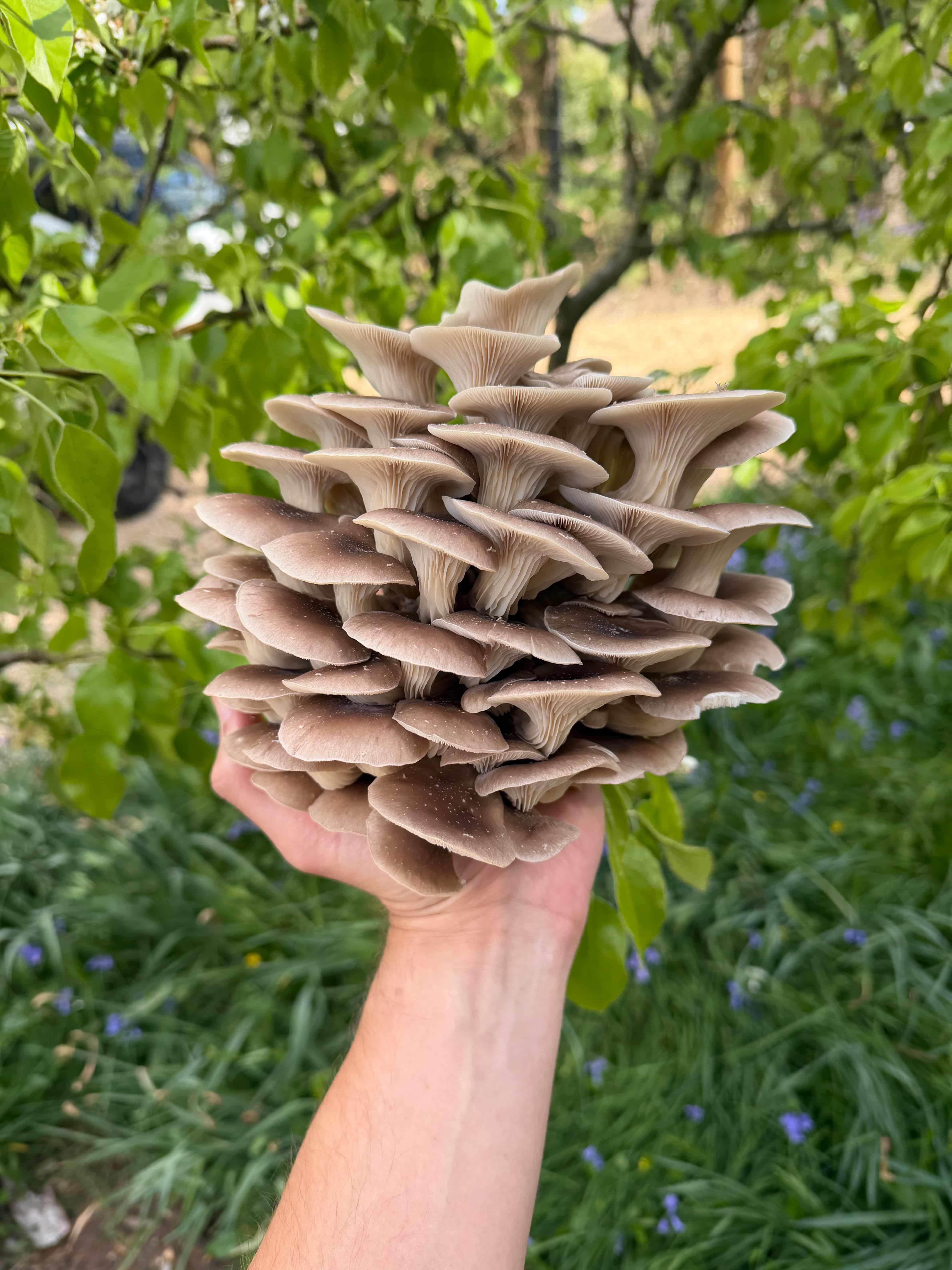 Tarragon Oyster Mushroom Growing Kit