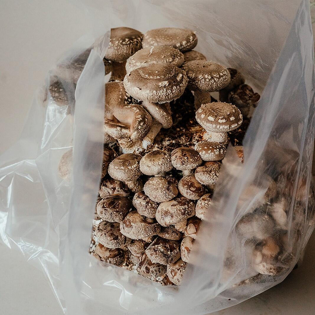 Shiitake Mushroom Growing Kit