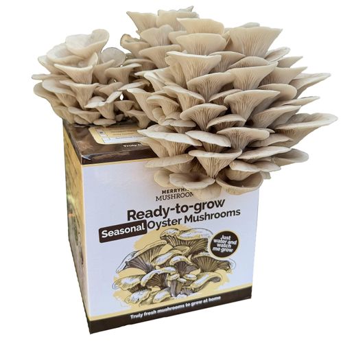 Tarragon Oyster Mushroom Growing Kit