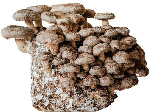 Shiitake Mushroom Growing Kit