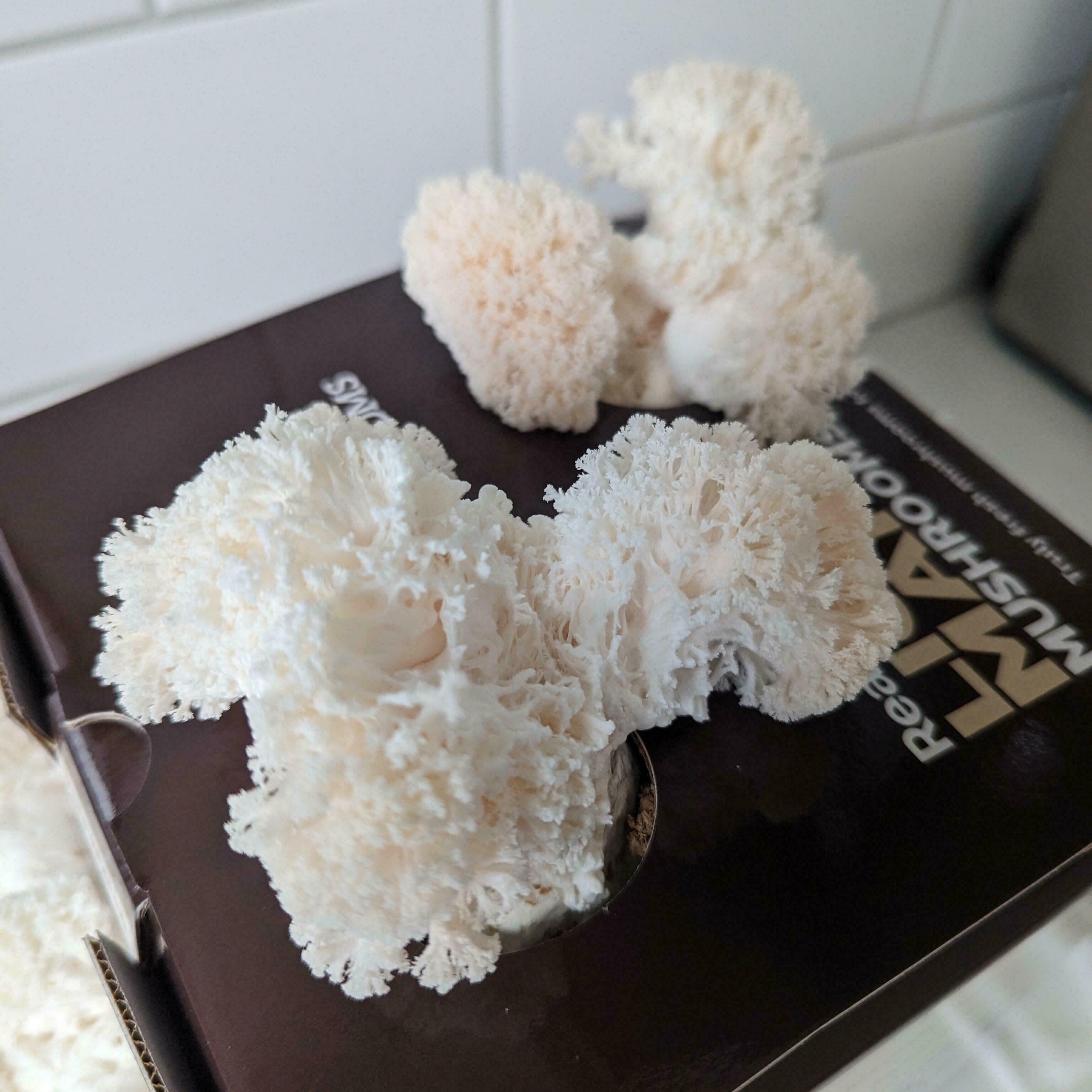 How to Grow Lions Mane Mushrooms At Home