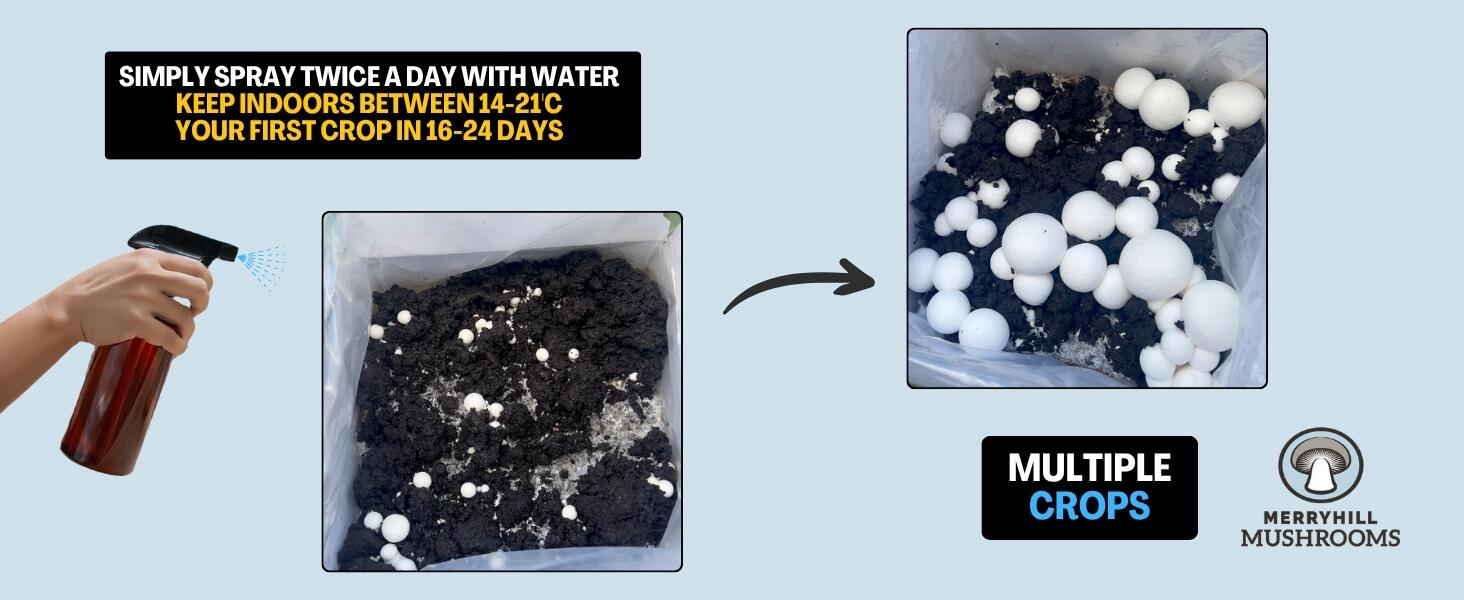 White Mushroom Growing Kit Growth Rate Infographic