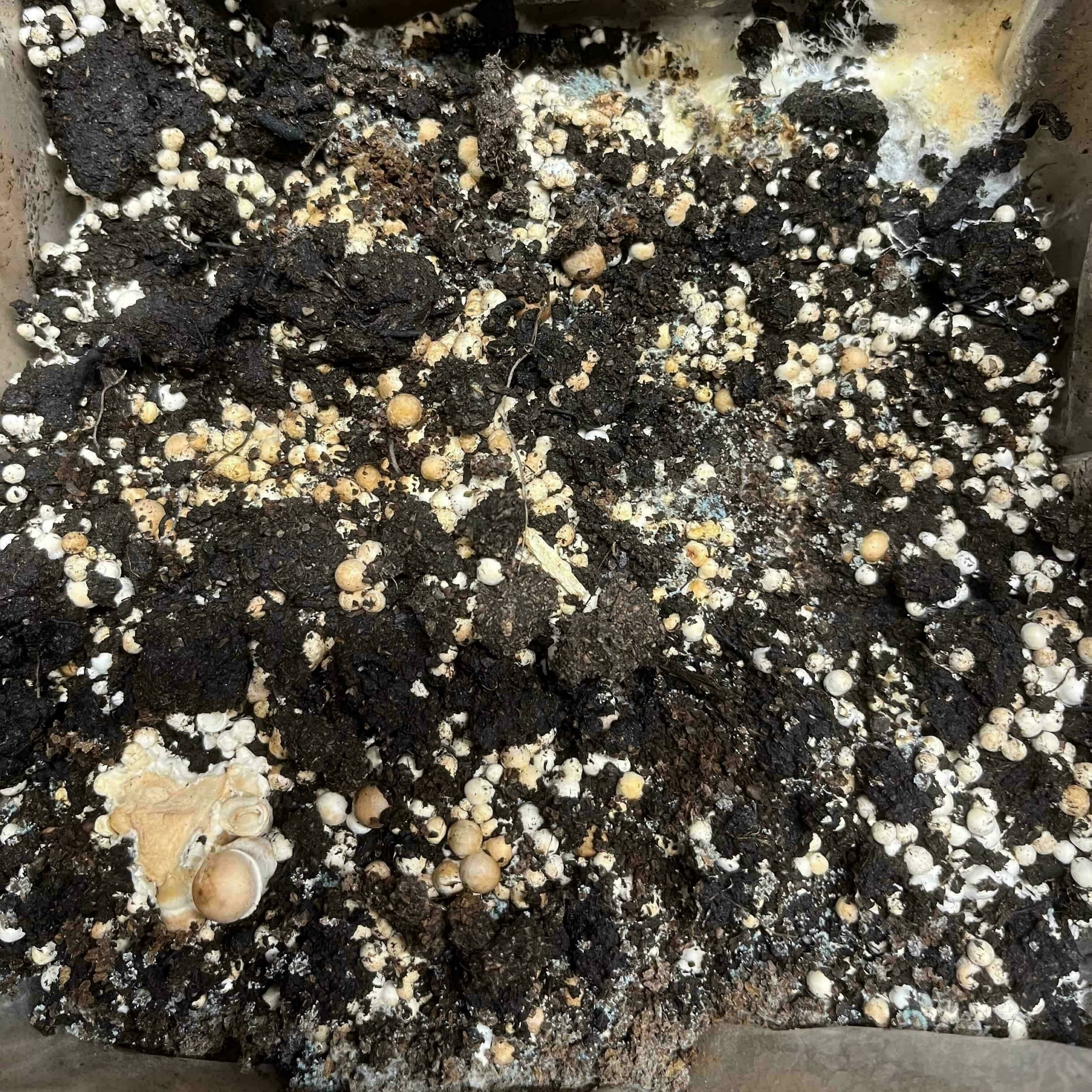 Underwatered kit example 3