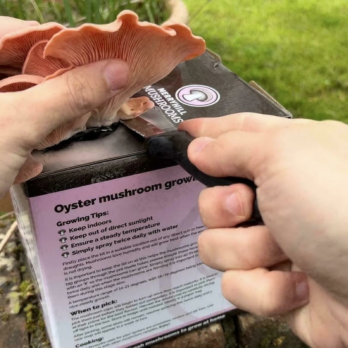 Pink Oyster Fruiting