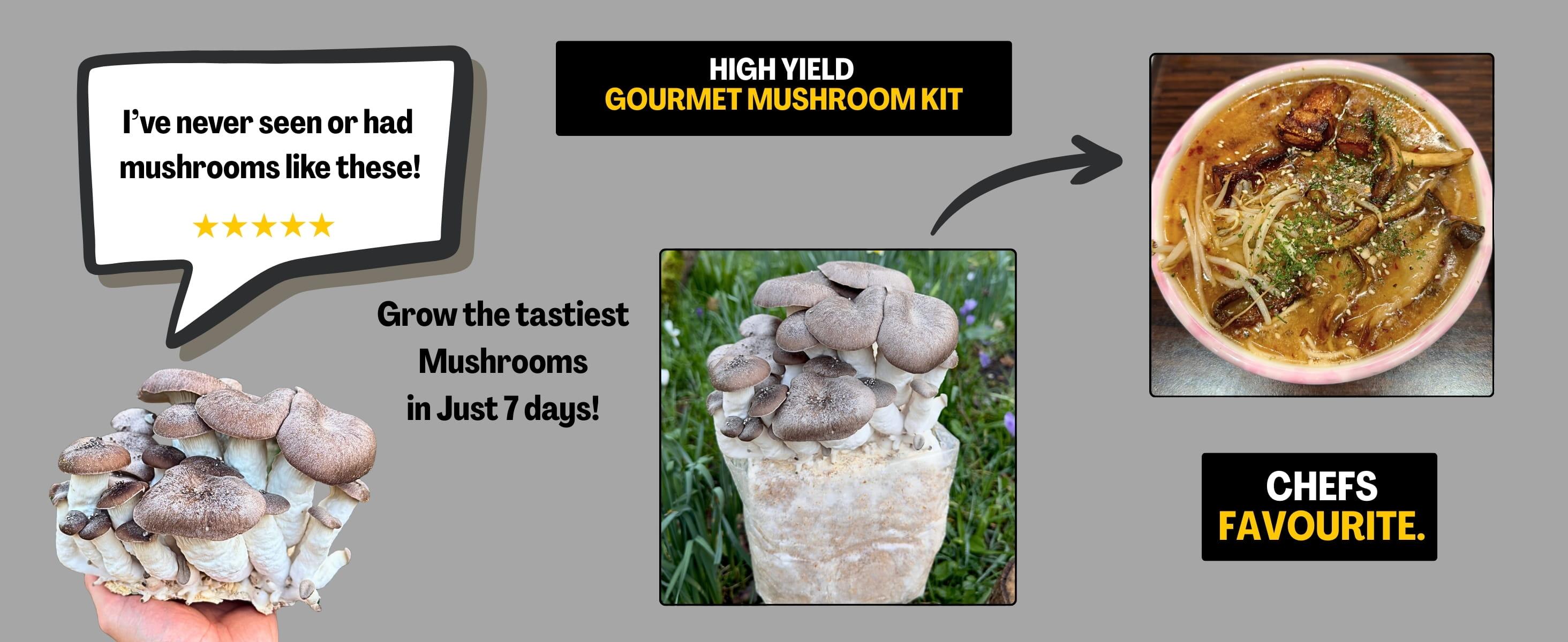 What to cook with your Black Pearl Oyster Mushrooms