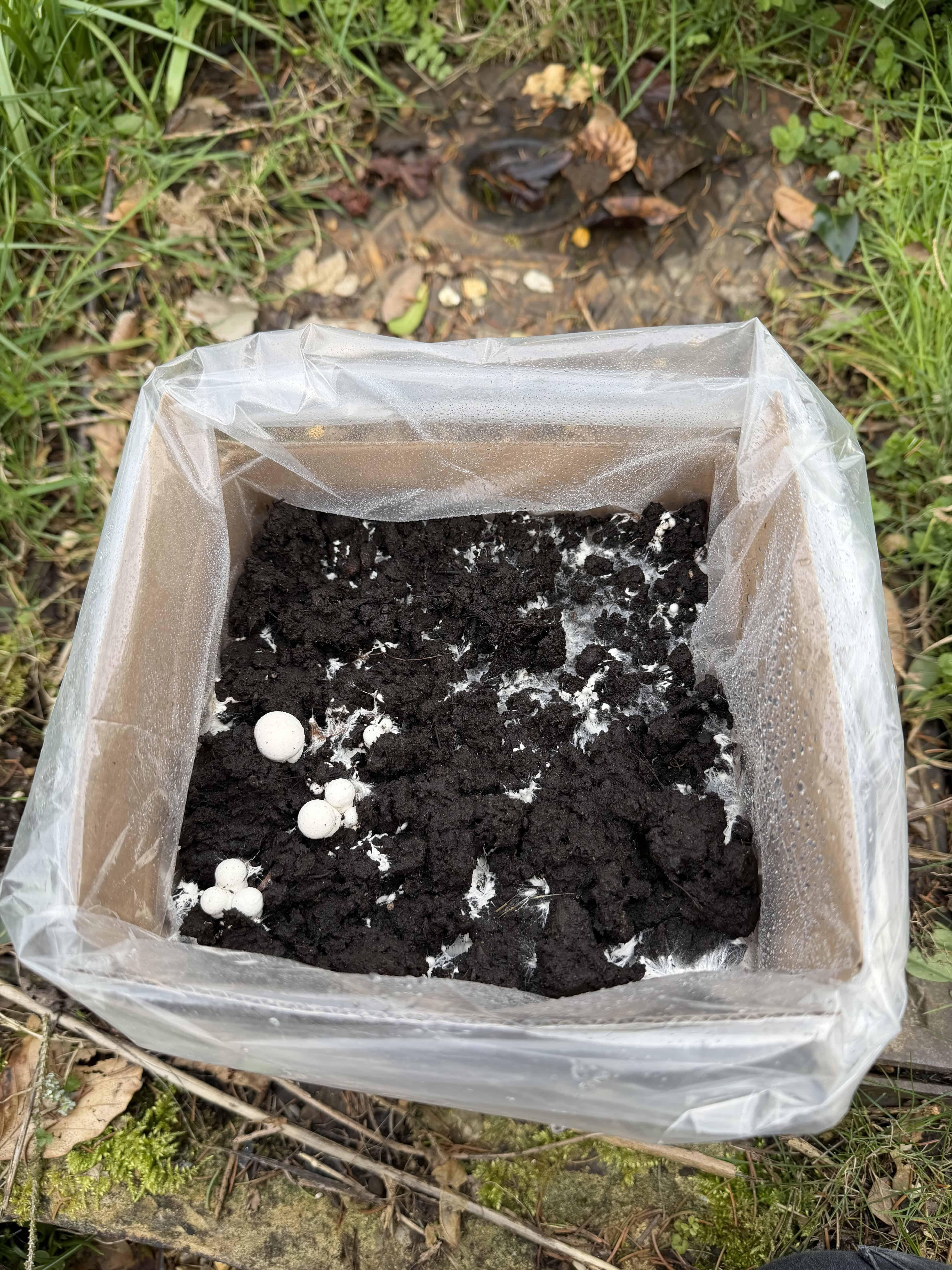 A mushroom growing kit with the surface at the correct moisture level for healthy pinning