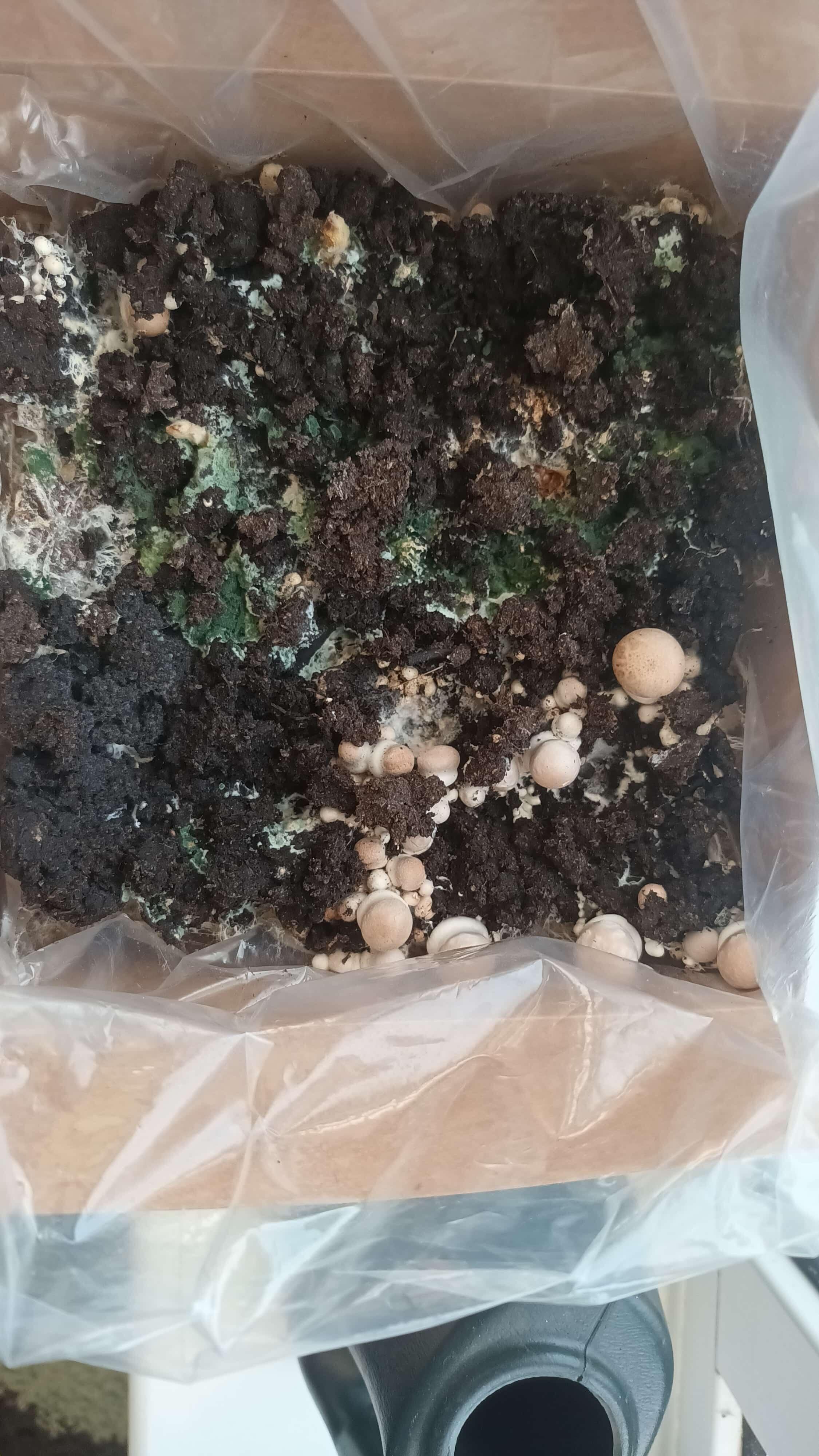 Green Trichoderma mould contamination on a mushroom growing kit