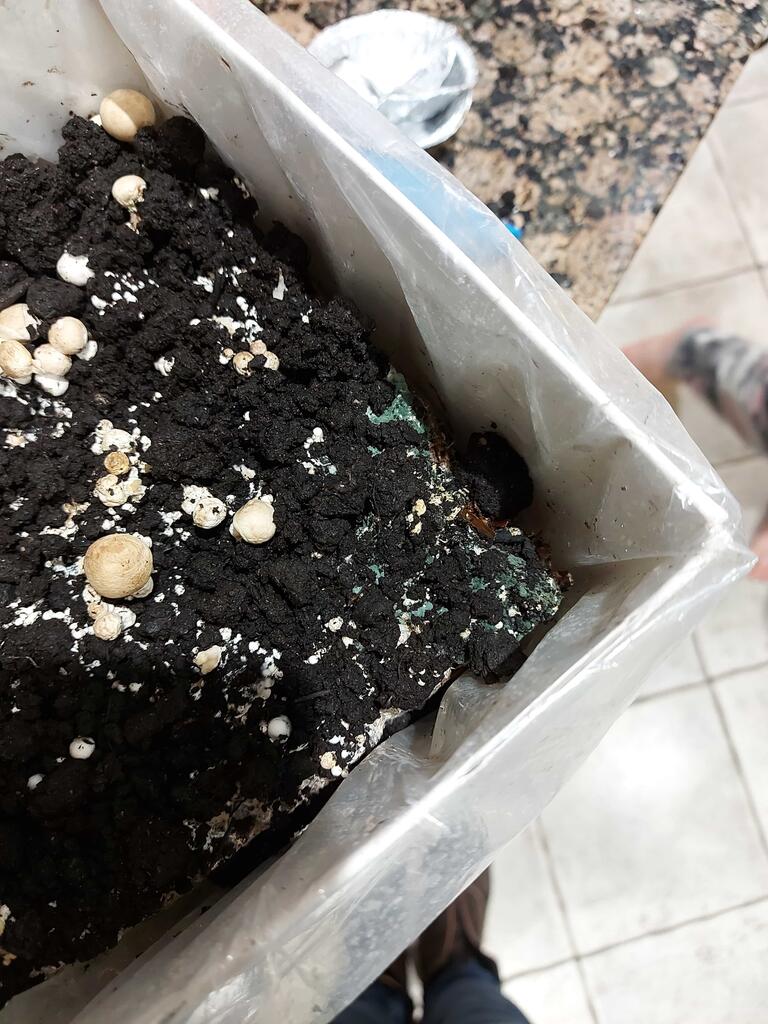 How to tell if your mushroom growing kit is contaminated