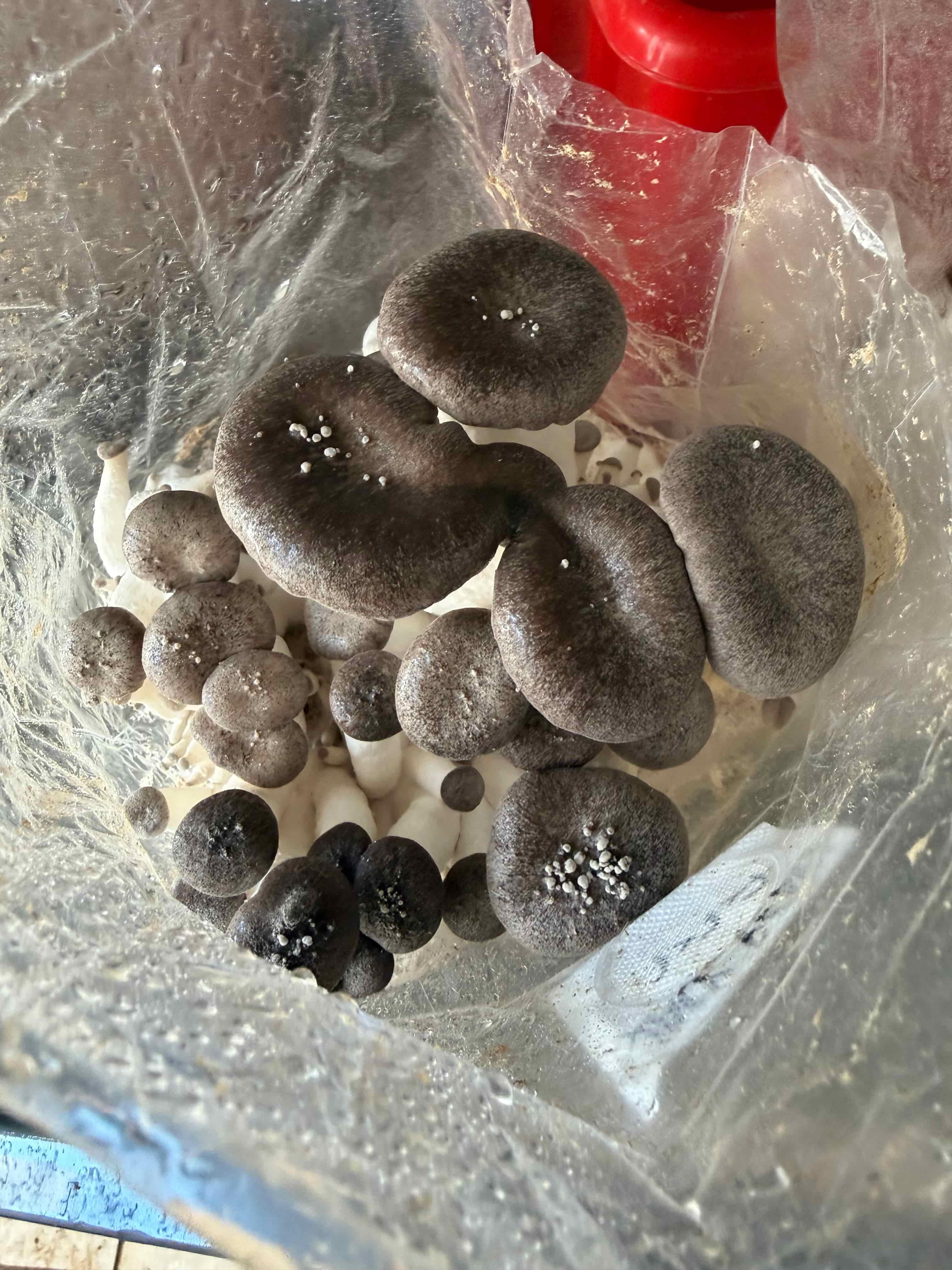 Black Pearl Oyster mushrooms now mid size