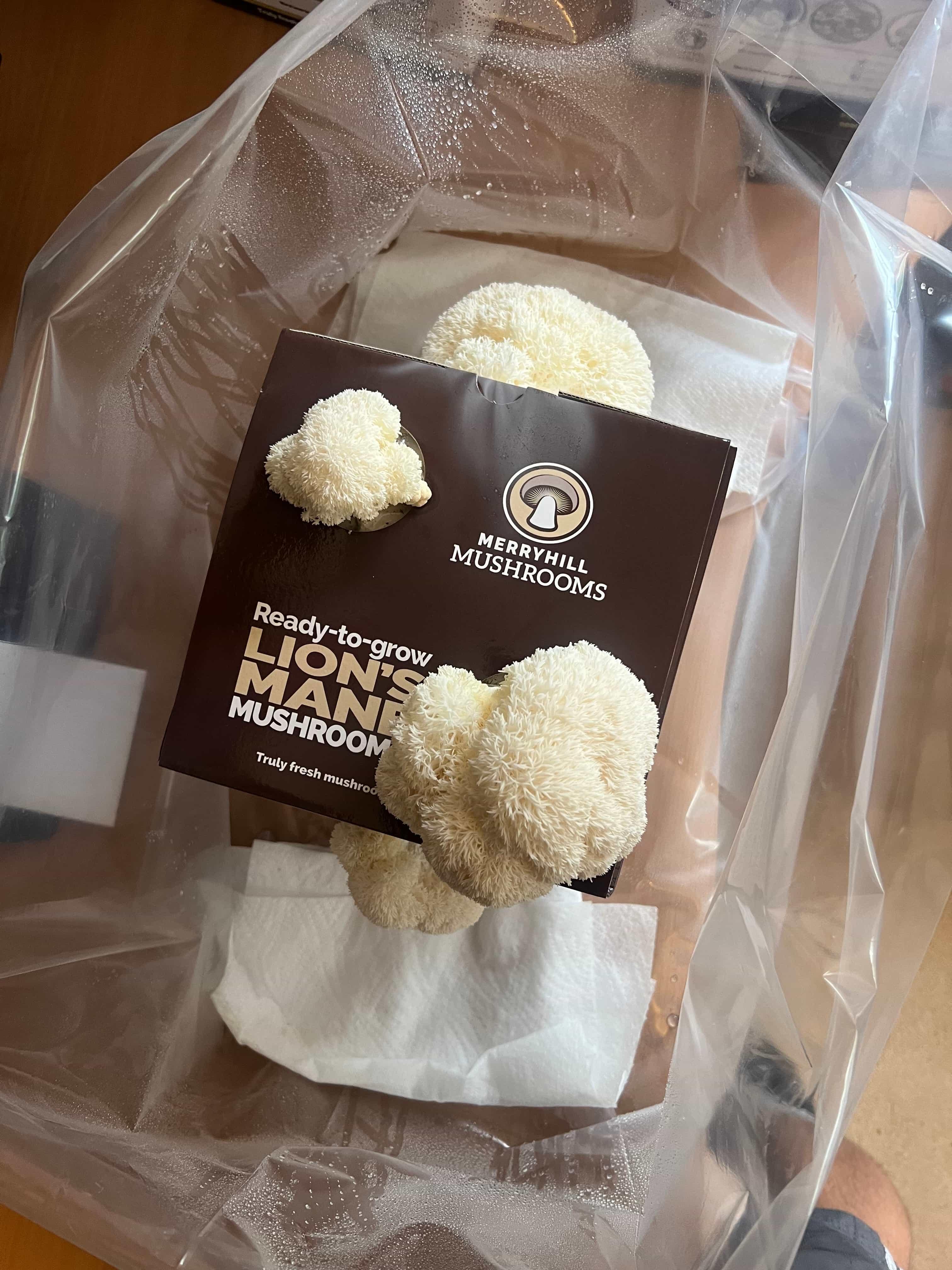 Lion's Mane kit with bulbous fruit body growing