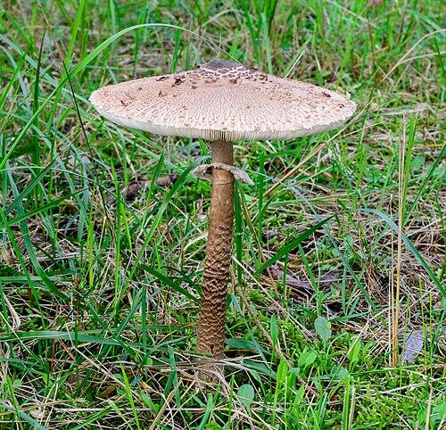 Single Parasol Mushroom growing within grass