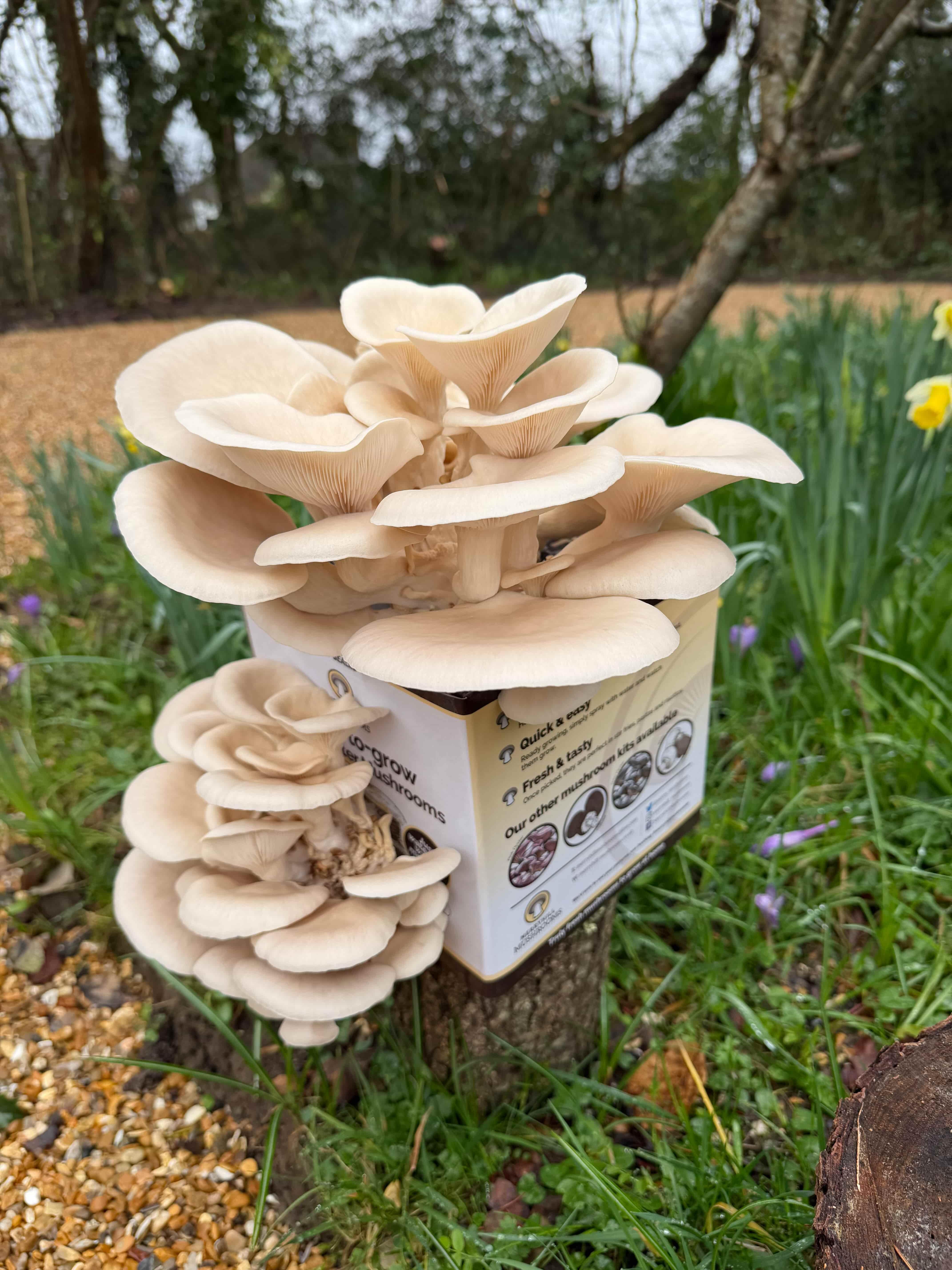 White Oyster mushrooms growing in clusters from a ready growing kit