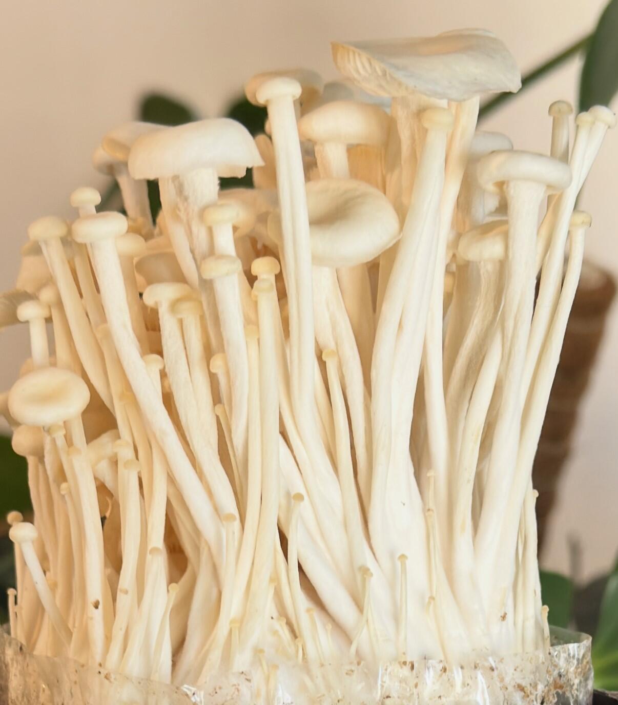 Placeholder image for overripe enoki mushroom