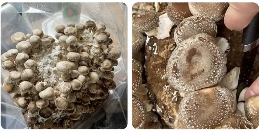 Step by step guide showing how to harvest individual Shiitake mushrooms with a gentle twist and pull