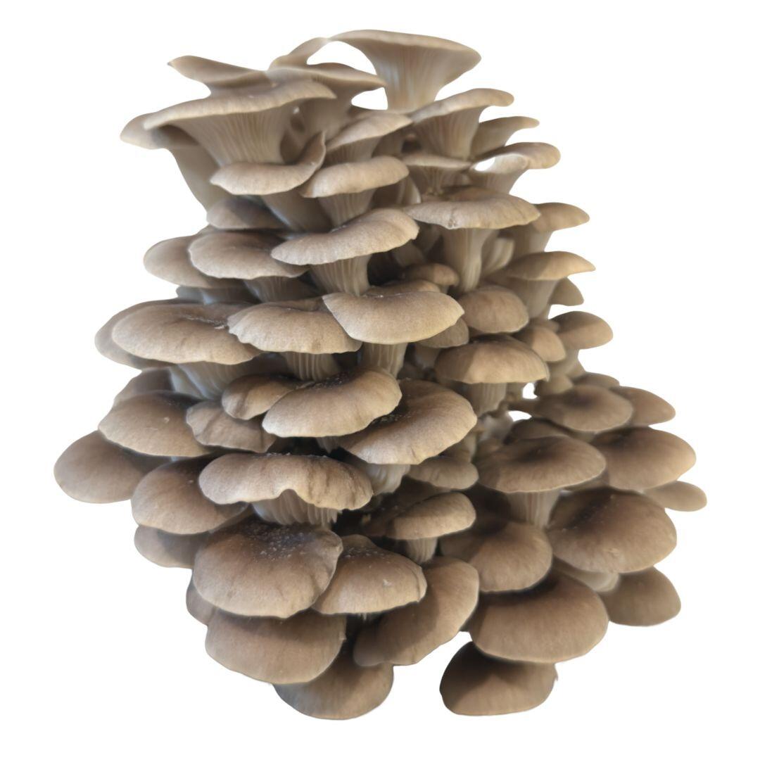 Tarragon Oyster Mushrooms