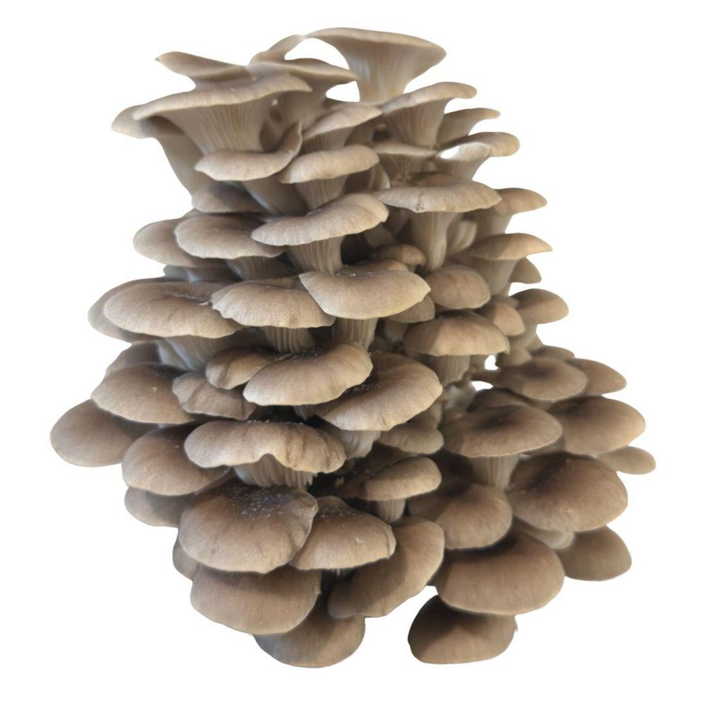 Tarragon Oyster Mushrooms