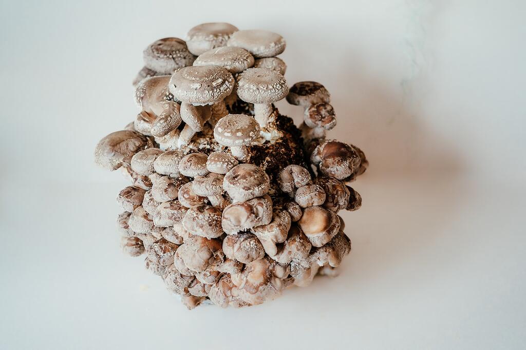 Lion's Mane, Chaga, Shiitake: How to Tell Culinary From Wellness Products When Shopping