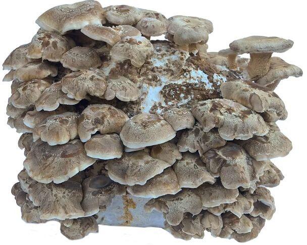 Shiitake Mushroom Growing Kit - Product Spotlight