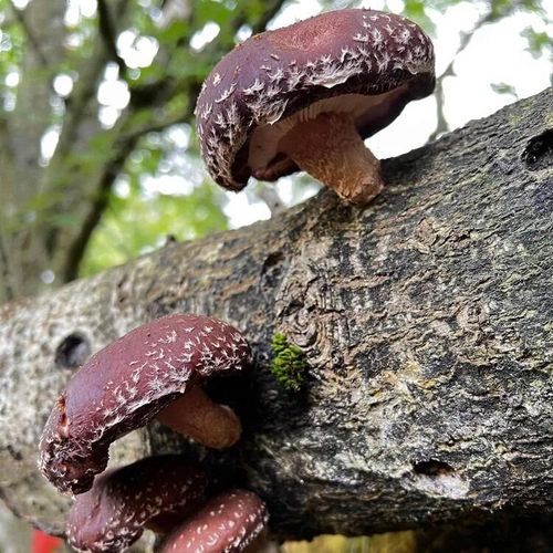 Outdoor Shiitakes Growing on log