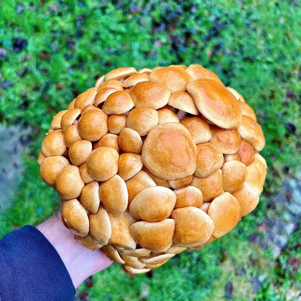 NAMEKO MUSHROOM GROWING KIT TOP DOWN VIEW