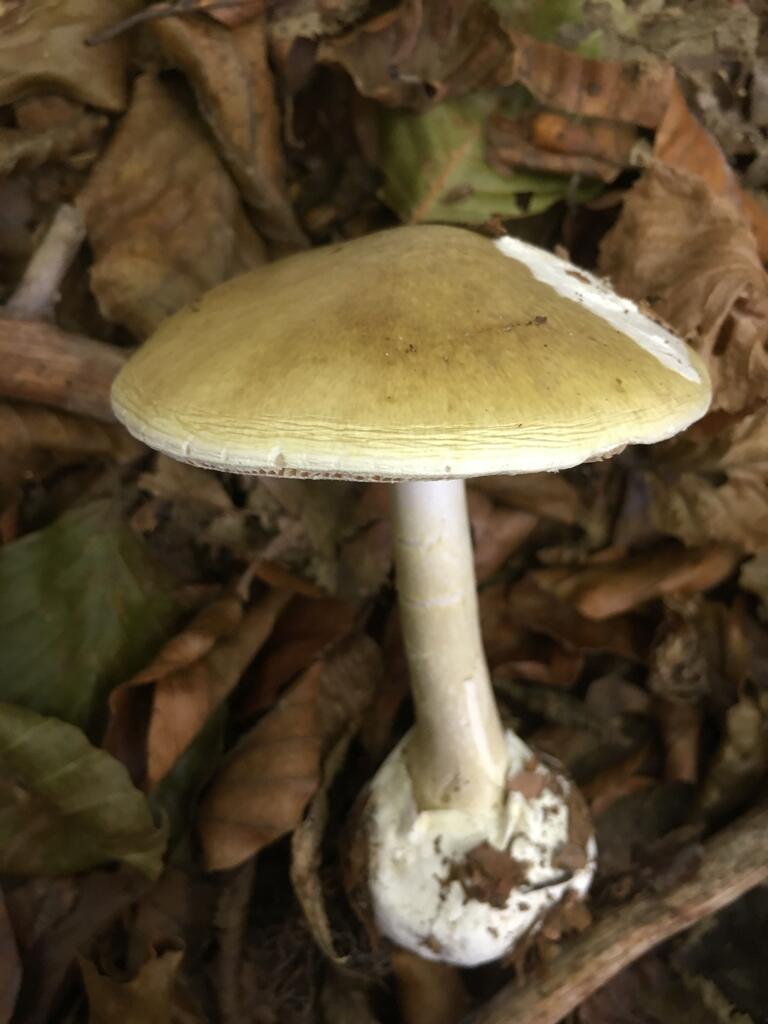 Which Mushrooms Are Dangerous To Consume?