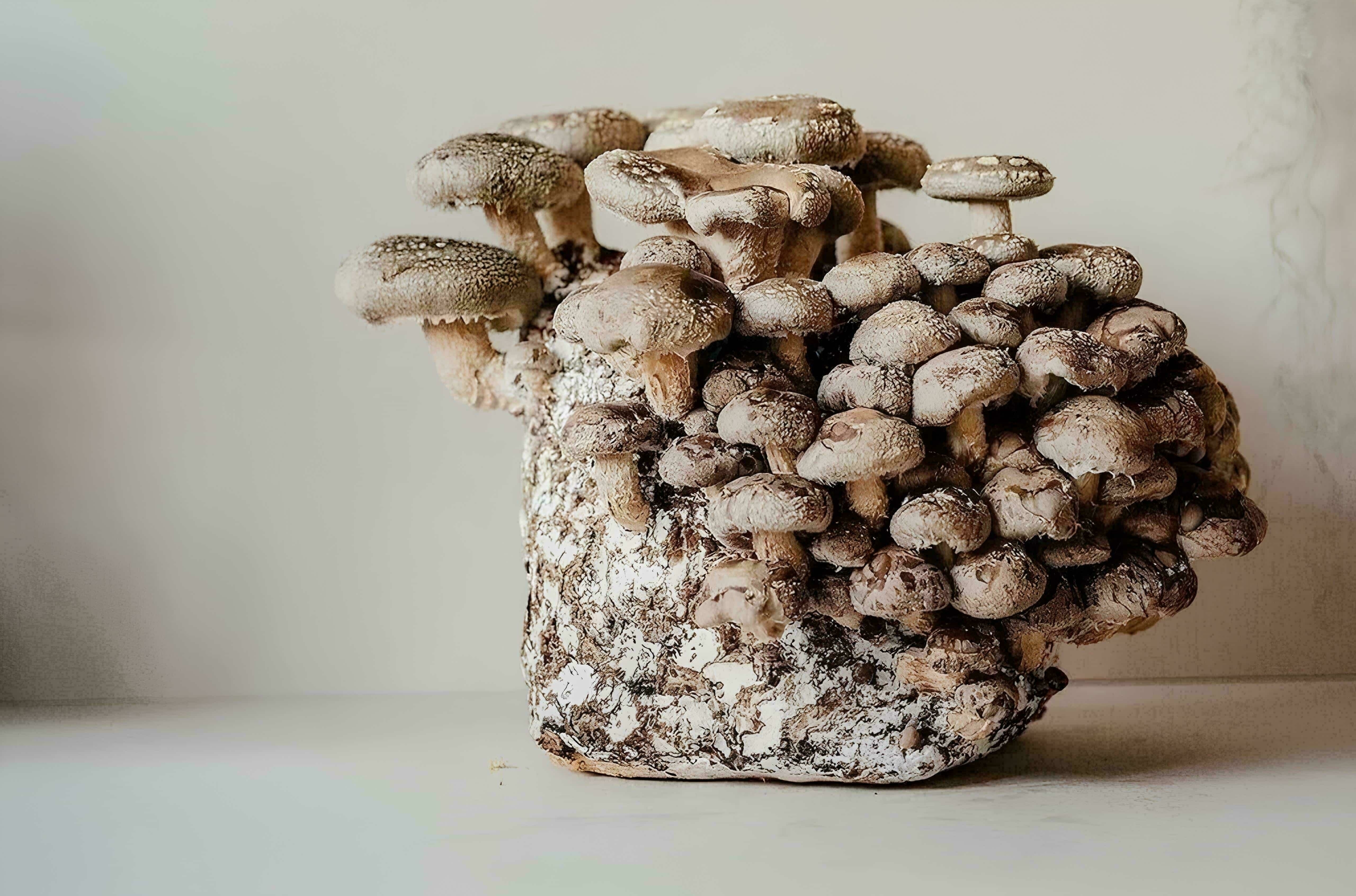 Pink Oyster Mushroom Growing Kit Banner