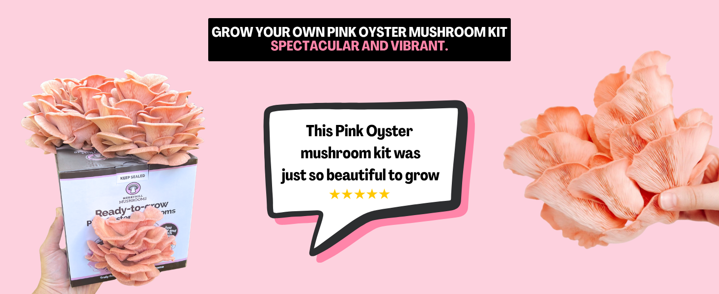 Pink Oyster Growing Kit Infographic
