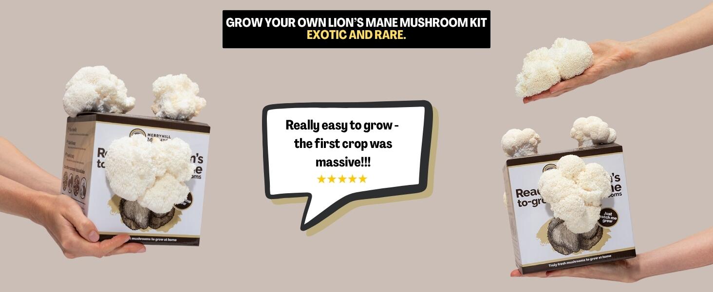 Two Lions Mane Mushroom Growing Kits Infographic