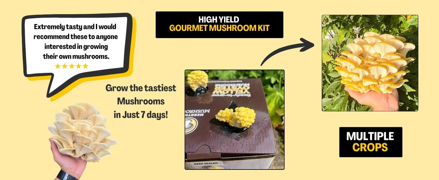 Yellow Oyster Mushroom Growth Infographic