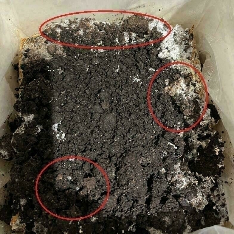 Underwatered kit example 4