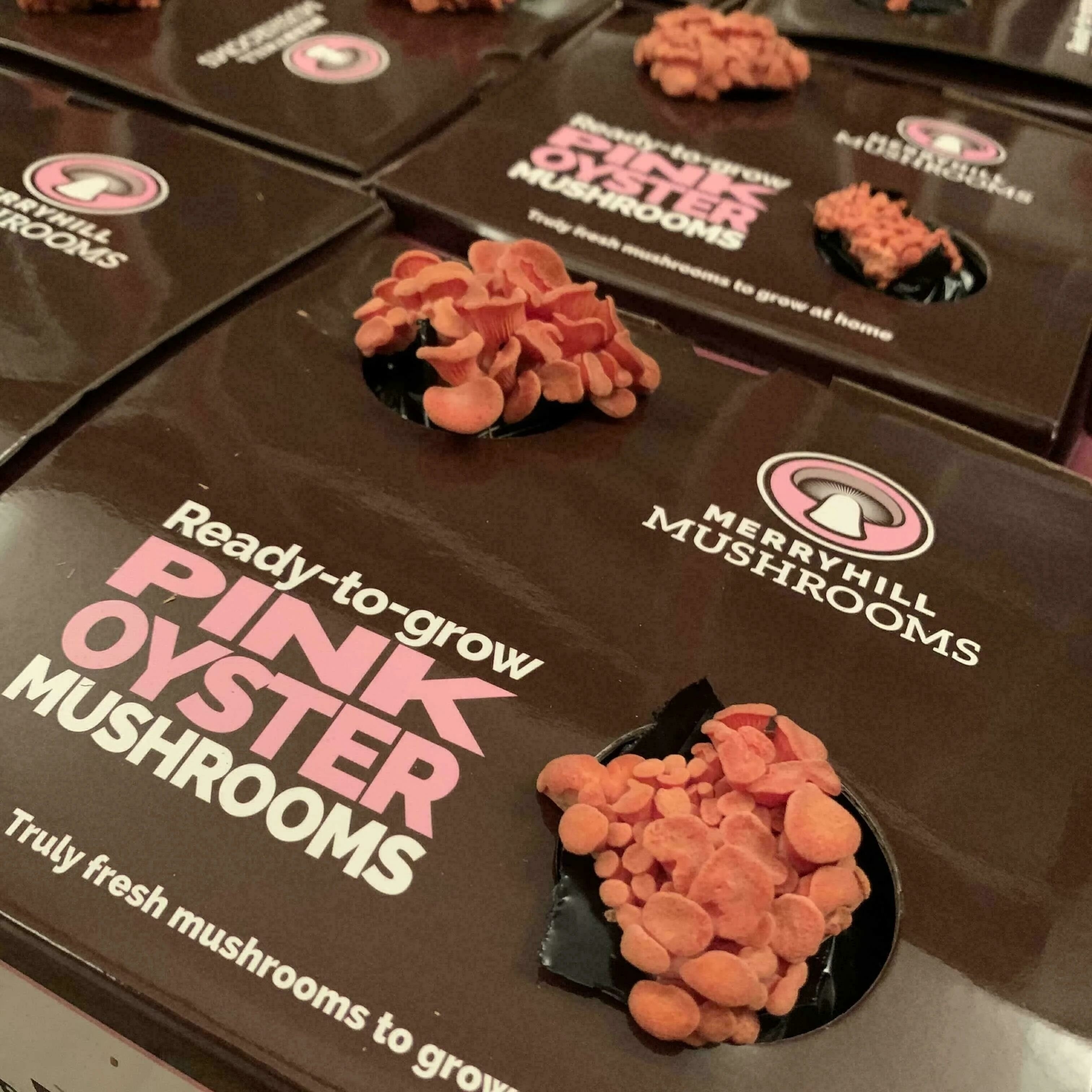 Pink Oyster Pinning Stage