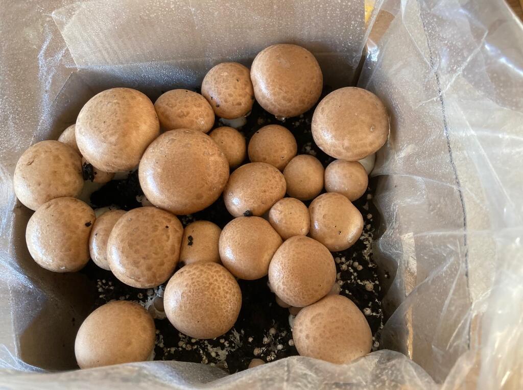 How Much Protein Is There In Mushrooms