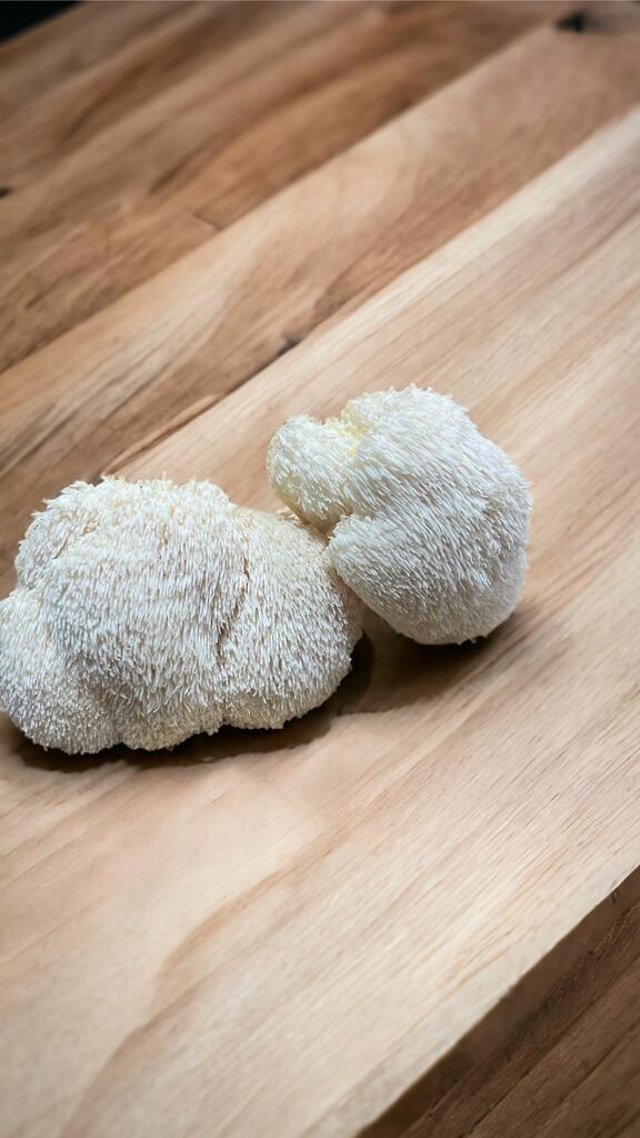 Which Mushrooms Are Best for Helping Concentration?