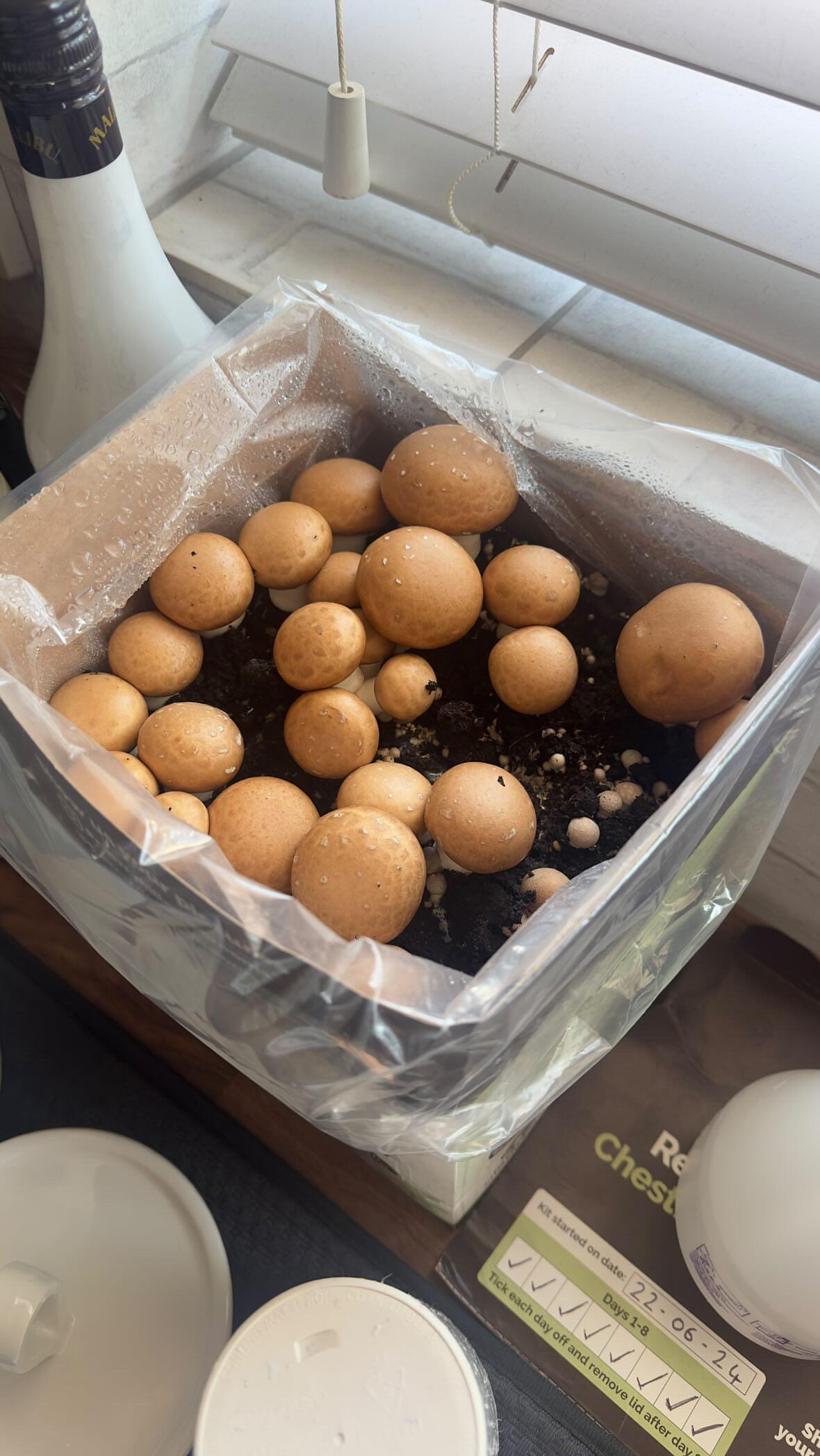 A mushroom growing kit placed on a kitchen worktop in a bright room with indirect light