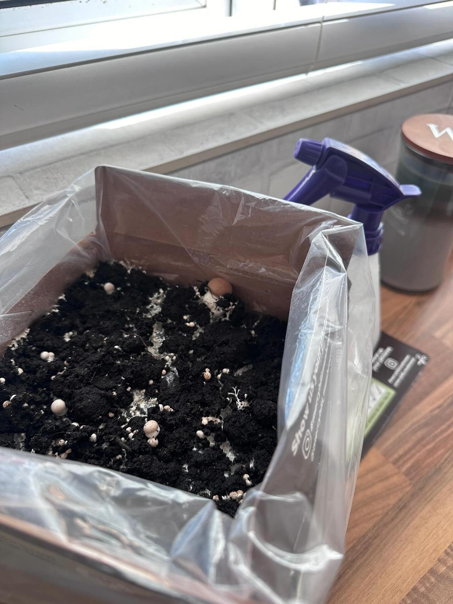 A mushroom growing kit on a kitchen worktop away from the hob