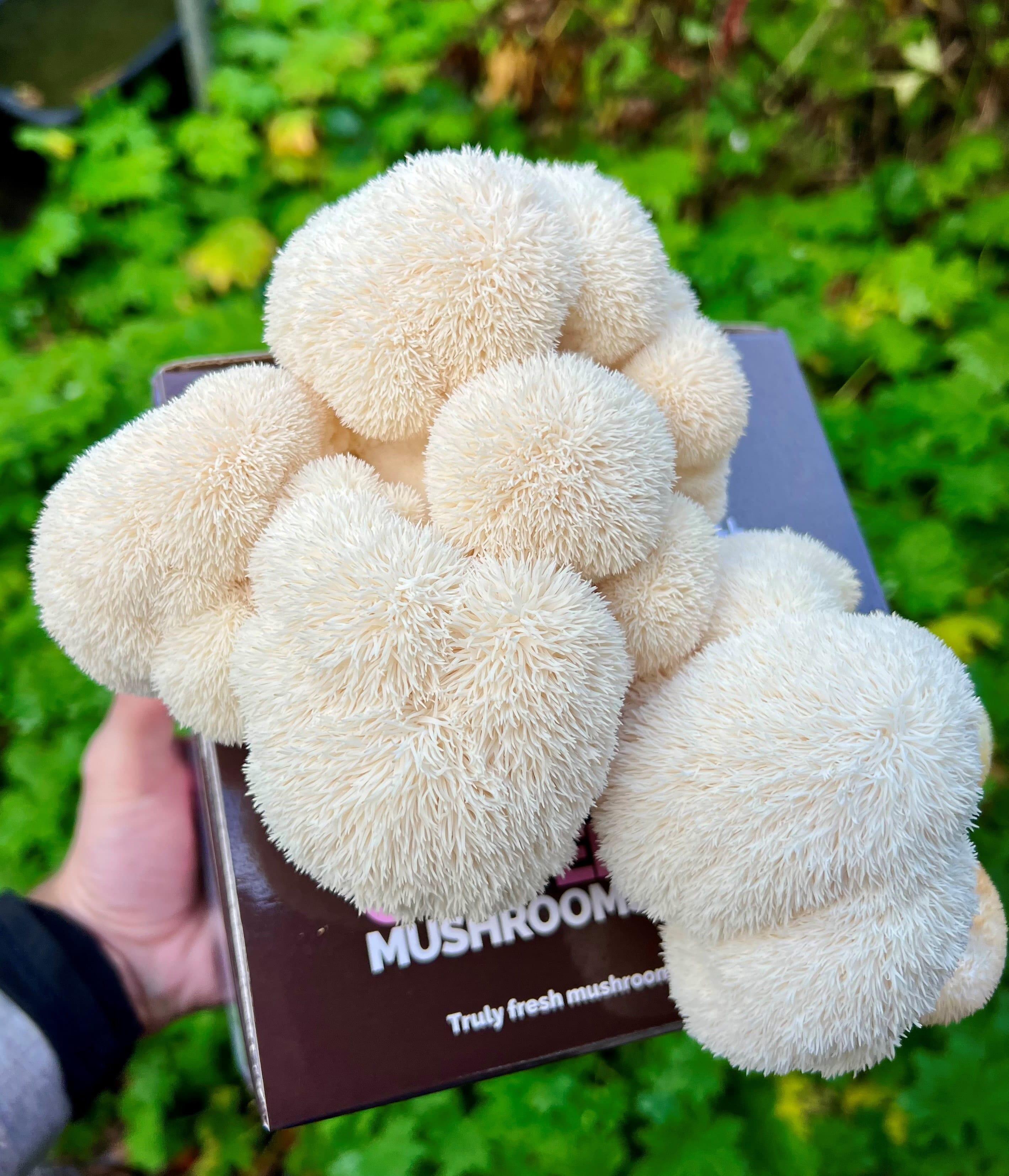 A fresh Lion's Mane mushroom growing from a grow kit showing its distinctive shaggy white spines